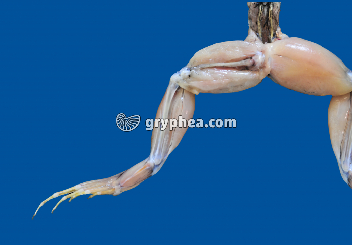 Patte postériere de Grenouille partiellement disséquée - gryphea.com